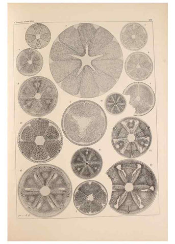 Reproducción/Reproduction 49389332836: Atlas der Diatomaceen-Kunde /. Leipzig :O.R. Reisland,[1874-19.. 