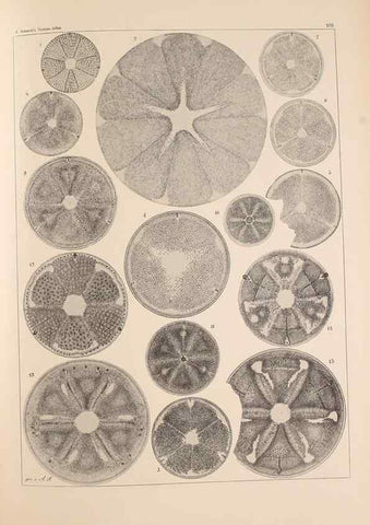 Reproducción/Reproduction 49389332836: Atlas der Diatomaceen-Kunde /. Leipzig :O.R. Reisland,[1874-19.. 