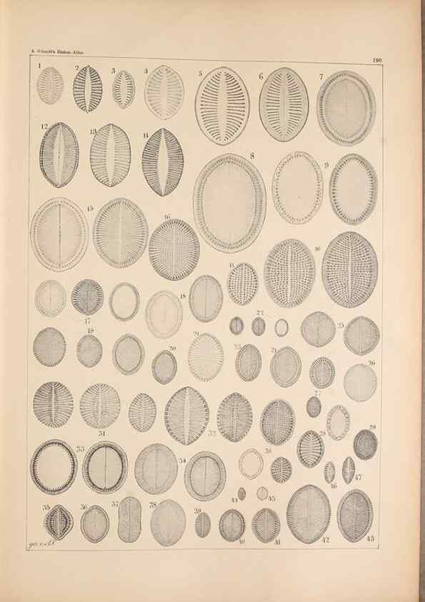 Reproducción/Reproduction 49389403722: Atlas der Diatomaceen-Kunde /. Leipzig :O.R. Reisland,[1874-19.. 