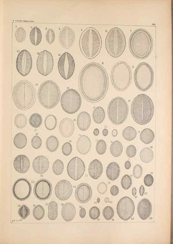 Reproducción/Reproduction 49389403722: Atlas der Diatomaceen-Kunde /. Leipzig :O.R. Reisland,[1874-19.. 