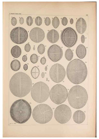 Reproducción/Reproduction 49389403467: Atlas der Diatomaceen-Kunde /. Leipzig :O.R. Reisland,[1874-19.. 