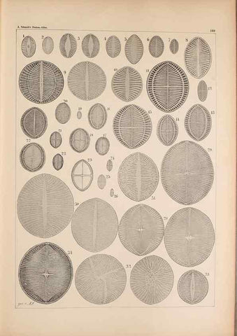 Reproducción/Reproduction 49389403467: Atlas der Diatomaceen-Kunde /. Leipzig :O.R. Reisland,[1874-19.. 