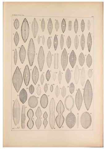 Reproducción/Reproduction 49389403202: Atlas der Diatomaceen-Kunde /. Leipzig :O.R. Reisland,[1874-19.. 