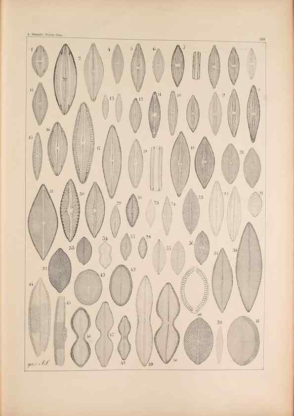 Reproducción/Reproduction 49389403202: Atlas der Diatomaceen-Kunde /. Leipzig :O.R. Reisland,[1874-19.. 