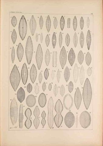Reproducción/Reproduction 49389403202: Atlas der Diatomaceen-Kunde /. Leipzig :O.R. Reisland,[1874-19.. 
