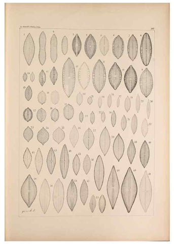 Reproducción/Reproduction 49389206436: Atlas der Diatomaceen-Kunde /. Leipzig :O.R. Reisland,[1874-19.. 