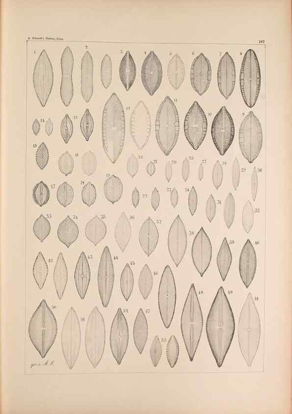 Reproducción/Reproduction 49389206436: Atlas der Diatomaceen-Kunde /. Leipzig :O.R. Reisland,[1874-19.. 