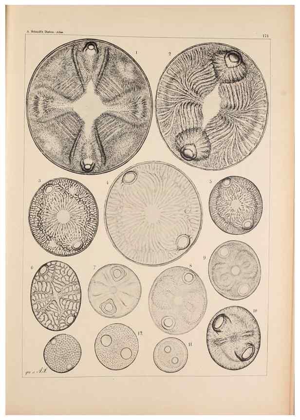 Reproducción/Reproduction 49389201601: Atlas der Diatomaceen-Kunde /. Leipzig :O.R. Reisland,[1874-19.. 