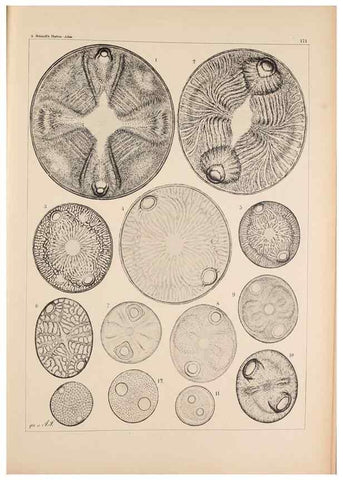 Reproducción/Reproduction 49389201601: Atlas der Diatomaceen-Kunde /. Leipzig :O.R. Reisland,[1874-19.. 