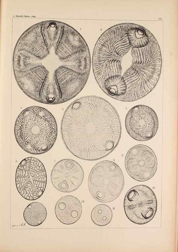 Reproducción/Reproduction 49389201601: Atlas der Diatomaceen-Kunde /. Leipzig :O.R. Reisland,[1874-19.. 