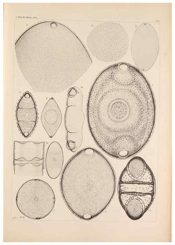 Reproducción/Reproduction 49389398507: Atlas der Diatomaceen-Kunde /. Leipzig :O.R. Reisland,[1874-19.. 