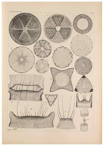 Reproducción/Reproduction 49389398812: Atlas der Diatomaceen-Kunde /. Leipzig :O.R. Reisland,[1874-19.. 