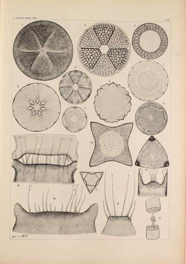 Reproducción/Reproduction 49389398812: Atlas der Diatomaceen-Kunde /. Leipzig :O.R. Reisland,[1874-19.. 