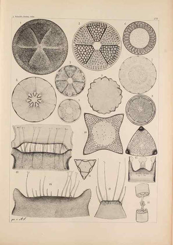 Reproducción/Reproduction 49389398812: Atlas der Diatomaceen-Kunde /. Leipzig :O.R. Reisland,[1874-19.. 