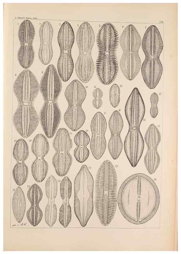 Reproducción/Reproduction 49388727513: Atlas der Diatomaceen-Kunde /. Leipzig :O.R. Reisland,[1874-19.. 