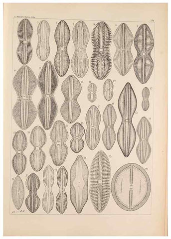 Reproducción/Reproduction 49388727513: Atlas der Diatomaceen-Kunde /. Leipzig :O.R. Reisland,[1874-19.. 