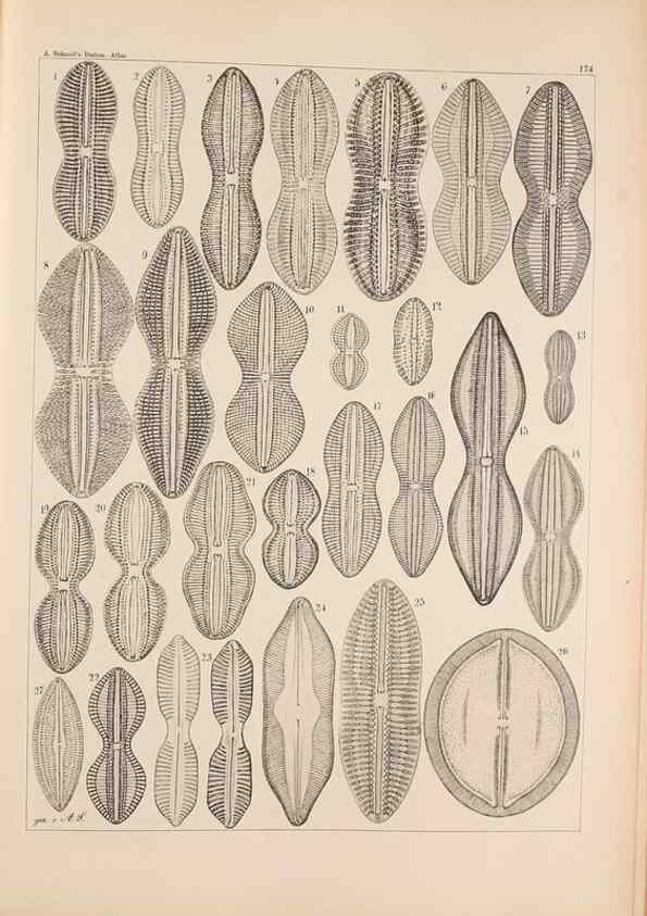 Reproducción/Reproduction 49388727513: Atlas der Diatomaceen-Kunde /. Leipzig :O.R. Reisland,[1874-19.. 