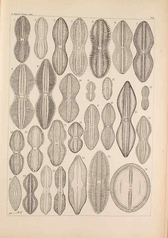 Reproducción/Reproduction 49388727513: Atlas der Diatomaceen-Kunde /. Leipzig :O.R. Reisland,[1874-19.. 