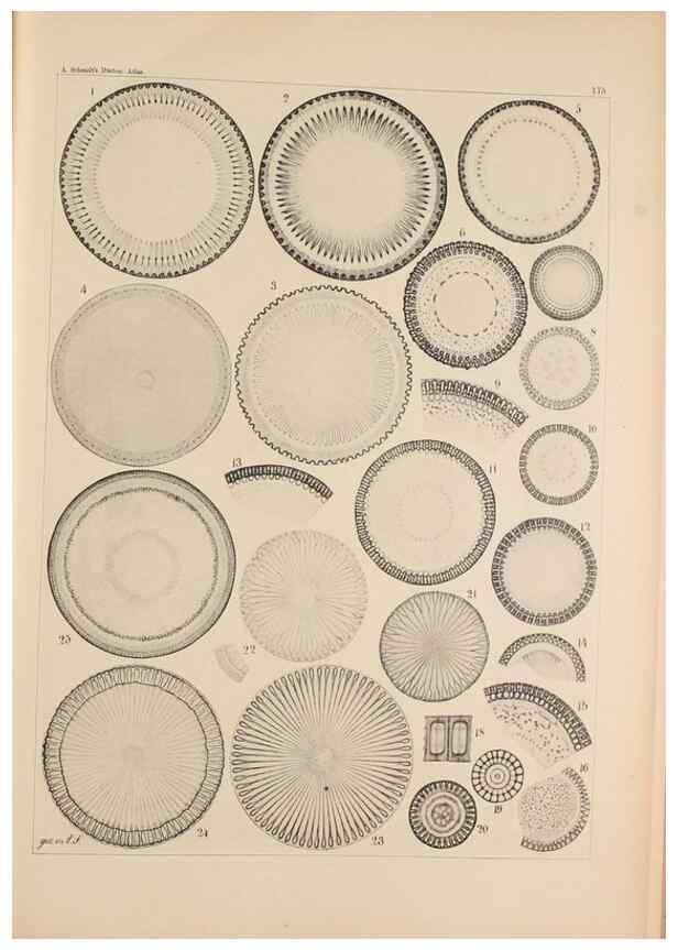 Reproducción/Reproduction 49388727868: Atlas der Diatomaceen-Kunde /. Leipzig :O.R. Reisland,[1874-19.. 