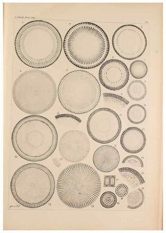 Reproducción/Reproduction 49388727868: Atlas der Diatomaceen-Kunde /. Leipzig :O.R. Reisland,[1874-19.. 