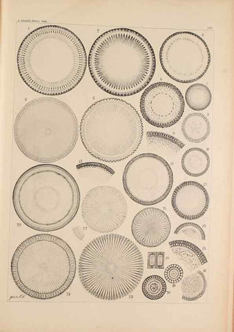 Reproducción/Reproduction 49388727868: Atlas der Diatomaceen-Kunde /. Leipzig :O.R. Reisland,[1874-19.. 