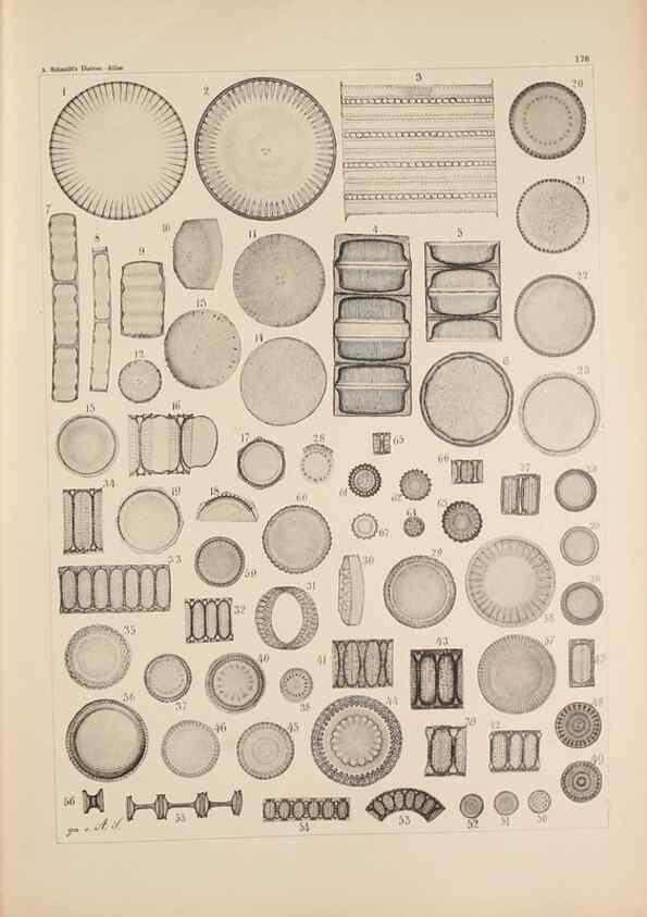 Reproducción/Reproduction 49388728118: Atlas der Diatomaceen-Kunde /. Leipzig :O.R. Reisland,[1874-19.. 