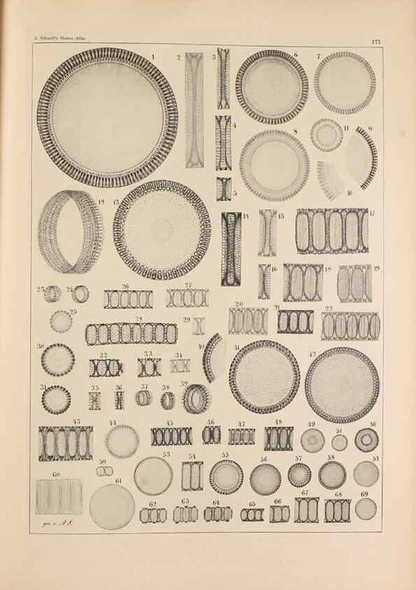 Reproducción/Reproduction 49389400002: Atlas der Diatomaceen-Kunde /. Leipzig :O.R. Reisland,[1874-19.. 