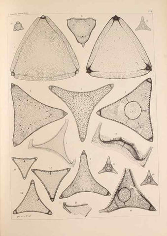 Reproducción/Reproduction 49389532002: Atlas der Diatomaceen-Kunde /. Leipzig :O.R. Reisland,[1874-19.. 