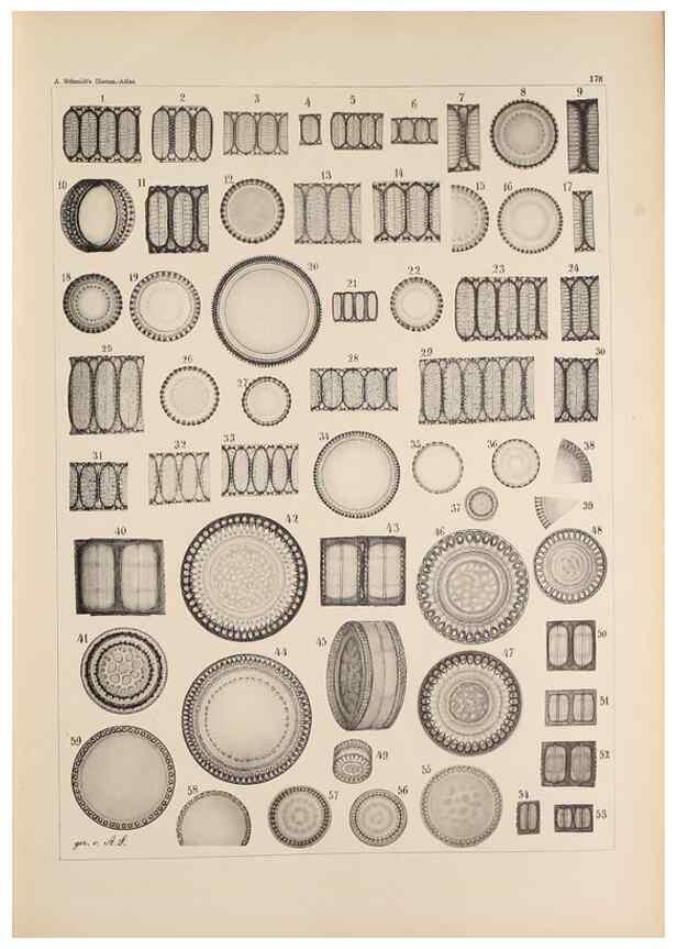 Reproducción/Reproduction 49388728863: Atlas der Diatomaceen-Kunde /. Leipzig :O.R. Reisland,[1874-19.. 