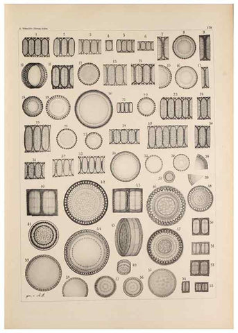 Reproducción/Reproduction 49388728863: Atlas der Diatomaceen-Kunde /. Leipzig :O.R. Reisland,[1874-19.. 