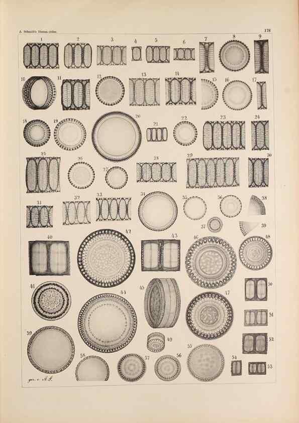 Reproducción/Reproduction 49388728863: Atlas der Diatomaceen-Kunde /. Leipzig :O.R. Reisland,[1874-19.. 