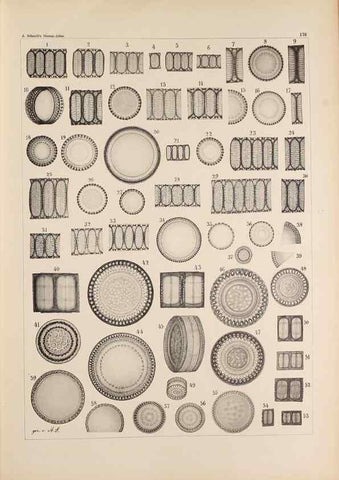 Reproducción/Reproduction 49388728863: Atlas der Diatomaceen-Kunde /. Leipzig :O.R. Reisland,[1874-19.. 