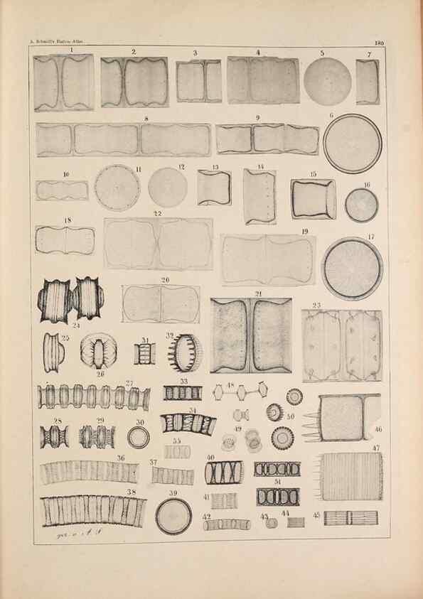Reproducción/Reproduction 49389204416: Atlas der Diatomaceen-Kunde /. Leipzig :O.R. Reisland,[1874-19.. 