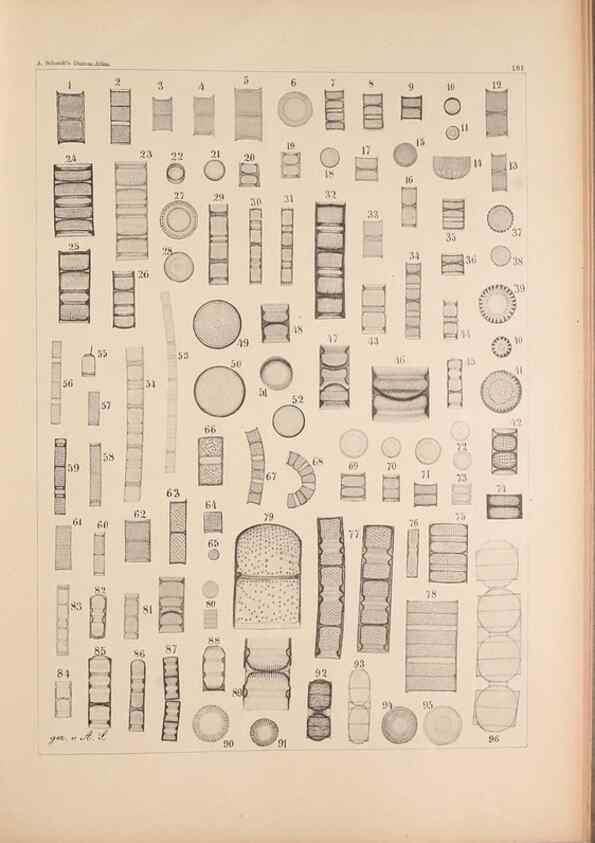 Reproducción/Reproduction 49388729773: Atlas der Diatomaceen-Kunde /. Leipzig :O.R. Reisland,[1874-19.. 