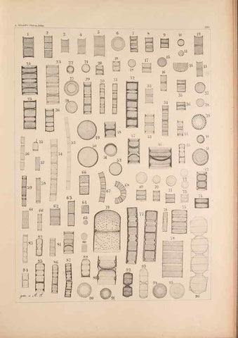 Reproducción/Reproduction 49388729773: Atlas der Diatomaceen-Kunde /. Leipzig :O.R. Reisland,[1874-19.. 