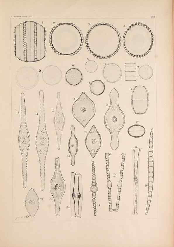 Reproducción/Reproduction 49388730348: Atlas der Diatomaceen-Kunde /. Leipzig :O.R. Reisland,[1874-19.. 
