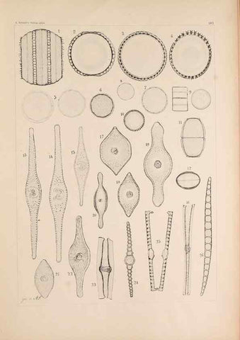 Reproducción/Reproduction 49388730348: Atlas der Diatomaceen-Kunde /. Leipzig :O.R. Reisland,[1874-19.. 