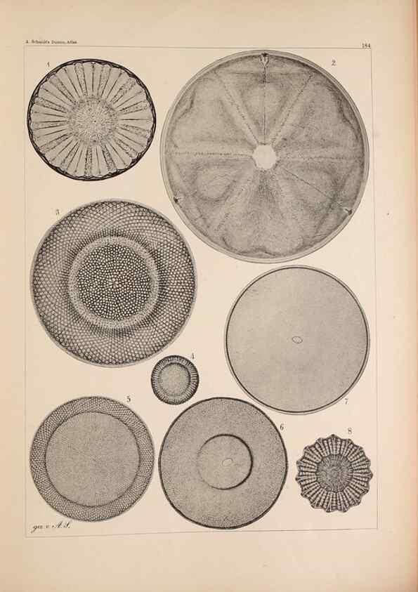 Reproducción/Reproduction 49389401992: Atlas der Diatomaceen-Kunde /. Leipzig :O.R. Reisland,[1874-19.. 
