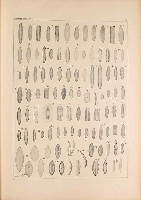 Reproducción/Reproduction 49389402247: Atlas der Diatomaceen-Kunde /. Leipzig :O.R. Reisland,[1874-19.. 
