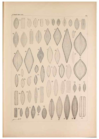Reproducción/Reproduction 49388731268: Atlas der Diatomaceen-Kunde /. Leipzig :O.R. Reisland,[1874-19.. 