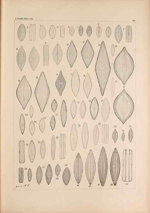 Reproducción/Reproduction 49388731268: Atlas der Diatomaceen-Kunde /. Leipzig :O.R. Reisland,[1874-19.. 