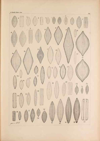 Reproducción/Reproduction 49388731268: Atlas der Diatomaceen-Kunde /. Leipzig :O.R. Reisland,[1874-19.. 