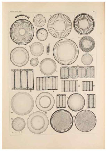 Reproducción/Reproduction 49389204081: Atlas der Diatomaceen-Kunde /. Leipzig :O.R. Reisland,[1874-19.. 