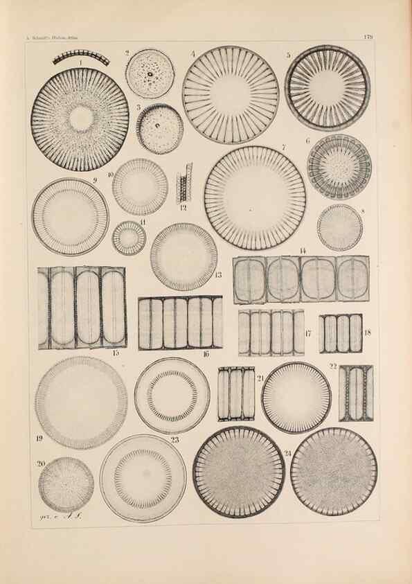 Reproducción/Reproduction 49389204081: Atlas der Diatomaceen-Kunde /. Leipzig :O.R. Reisland,[1874-19.. 