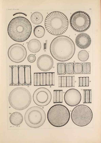 Reproducción/Reproduction 49389204081: Atlas der Diatomaceen-Kunde /. Leipzig :O.R. Reisland,[1874-19.. 
