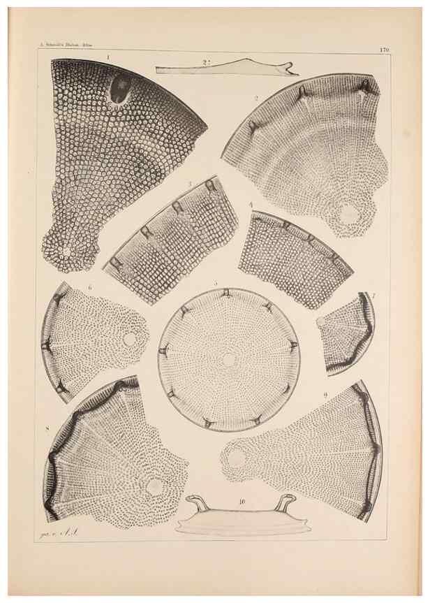 Reproducción/Reproduction 49389397787: Atlas der Diatomaceen-Kunde /. Leipzig :O.R. Reisland,[1874-19.. 