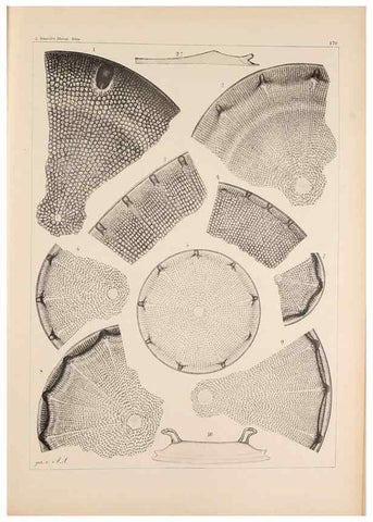 Reproducción/Reproduction 49389397787: Atlas der Diatomaceen-Kunde /. Leipzig :O.R. Reisland,[1874-19.. 