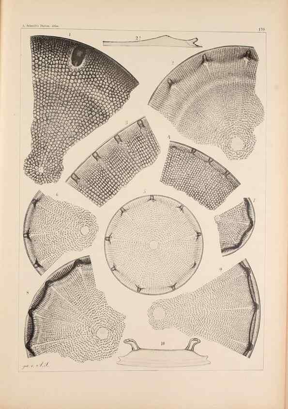 Reproducción/Reproduction 49389397787: Atlas der Diatomaceen-Kunde /. Leipzig :O.R. Reisland,[1874-19.. 