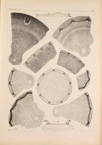 Reproducción/Reproduction 49389397787: Atlas der Diatomaceen-Kunde /. Leipzig :O.R. Reisland,[1874-19.. 