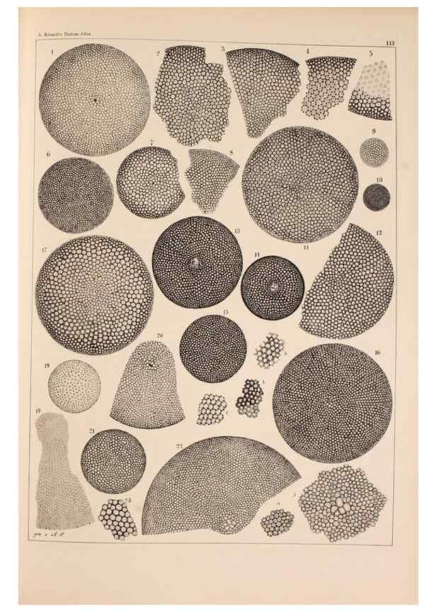 Reproducción/Reproduction 49389532937: Atlas der Diatomaceen-Kunde /. Leipzig :O.R. Reisland,[1874-19.. 